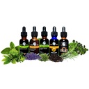cedar-bear-sinus-thyme-a-liquid-herbal-s-5.jpg