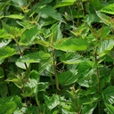 Stinging Nettle (Urtica Dioica)- 100 Samen von OrginBud