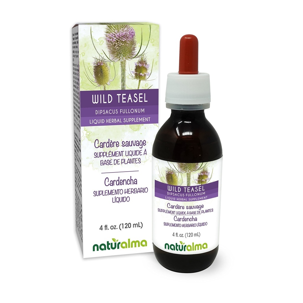 Naturalma Teasel sauvage ou de Fuller's Teasel (Dipsacus fullonum ou D. sylvestris) Teinture sans alcool racine - 4 fl oz extrait liquide dans les gouttes - supplément à base de plantes - végétalien