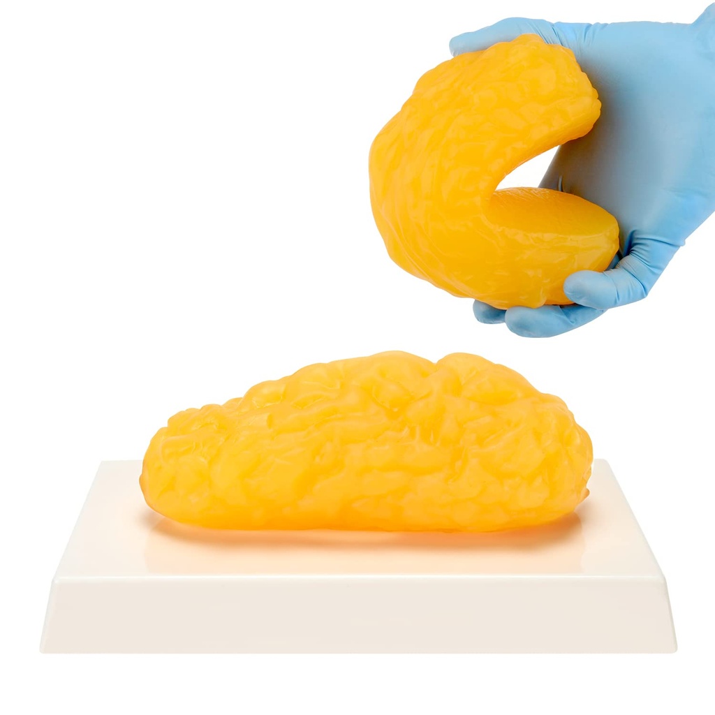 Human Body Fat Replica, 1 lb Fett Anatomie Modell für Anatomie Klasse Display, Aufenthalt gesund, Gewichtsverlust Motivation Reminder
