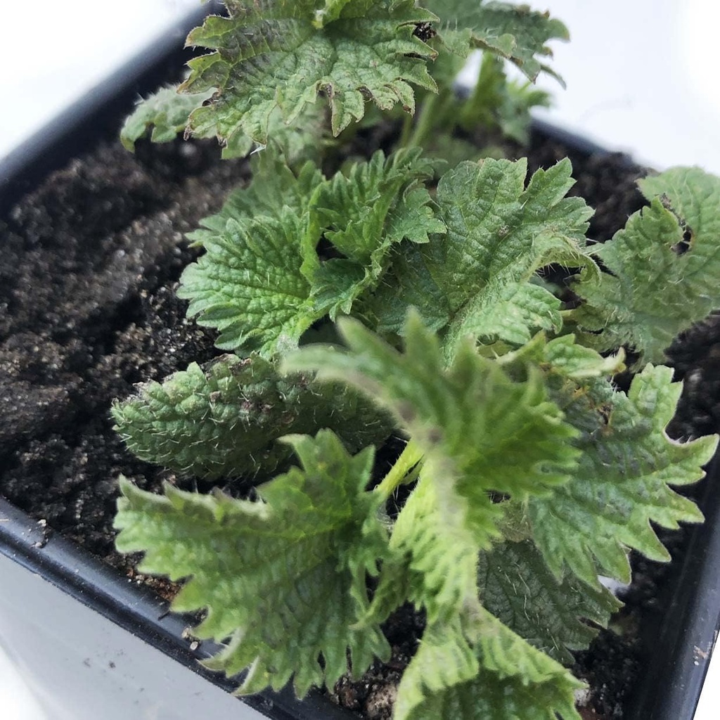 Organic Stinging Nettle Plant, Urtica dioica - Live Plant in 2.5" Pot - Survival Food, Nutritious Herb von Smoke Camp Crafts