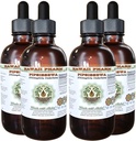 Pipsissewa Alcohol-Free Liquid Extract, Pipsissewa (Chimaphila umbellata) Getrocknete Blatt Glycerite Natürliche Kräuterergänzung, Hawaii Pharm, USA 4x4 fl.oz