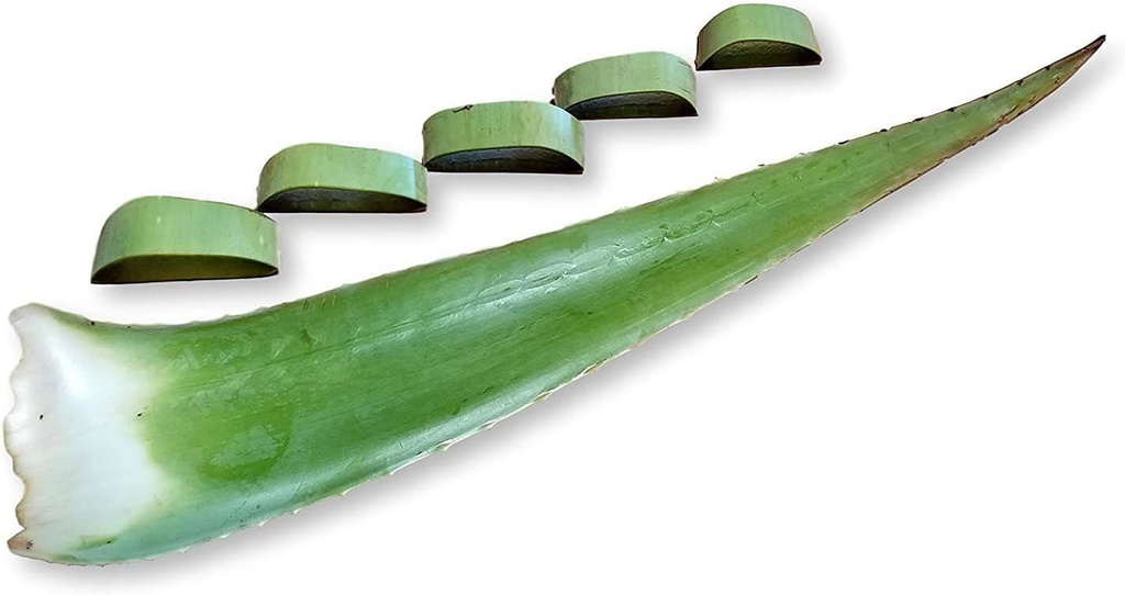 3 livres biologiques extra grand Aloe Vera Barbadensis feuilles vertes