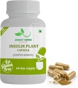 Capsules de plantes d'insuline Premium JAGGY générique (Costus Igneus) Supplément naturel 240 Capsules de légumes (60 jours d'approvisionnement)