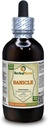 Sanicle (Sanicula Europaea) Tincture, Dried Herb Liquid Extract (Markenname: HerbalTerra, Proudly Made in USA) 4 fl.oz (120 ml)