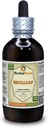 Skullcap (Scutellaria Lateriflora) Tincture, Organic Dried Herb Liquid Extract (Markenname: HerbalTerra, Proudly Made in USA) 4 fl.oz (120 ml)