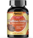 Phellinus linteus Mushroom Extract - Premium Qualität, Nur Fruchtkörper, Antioxidans, Immunität Booster, Liver Support, 90 Veg Caps.