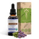 Bugleweed USDA Organic | Alkohol-FREE Extrakt, hochkarätige Kräutertropfen, Atmungssystem | Hergestellt aus 100% zertifizierten organischen Bugleweed (Ze Lan, Lycopus Virginicus) Getrocknete Kräuter (2 FL OZ)