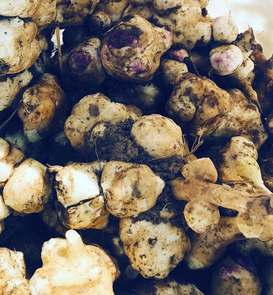 Bio Jerusalem Artischocken Tuber (Helianthus tuberosus) - Sunchokes, Sunroot oder Jerusalem Artichokes for Planting or Eating - 5 Tuber von Smoke Camp Crafts