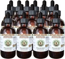 Echinacea Extrait liquide sans alcool, Echinacea (Echinacea Angustifolia) Racine séchée Glycérite Hawaii Pharm supplément naturel à base de plantes 15x4 oz