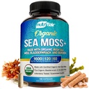NutriFlair Bio Sea Moss 1600mg, 120 Kapseln Plus Bladderwrack & Burdock - Prebiotic Super Food - Immunsystem & Digestive Health - Schilddrüse, Gesunde Haut, Keto Detox, Gut