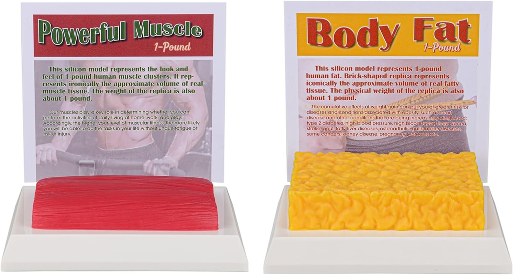 SimCoach Human Body Fat & Muskel Replica 1 Lb, Halten Fit &Fitness Motivation & Erinnerung, Human Muskel Fett Modell für Ernährungswissenschaftler, Athleten