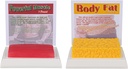 SimCoach Human Body Fat & Muskel Replica 1 Lb, Halten Fit &Fitness Motivation & Erinnerung, Human Muskel Fett Modell für Ernährungswissenschaftler, Athleten