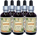 Lotus, Xi Xin (Nelumbo Nucifera) Getrockneter Stammflüssigkeitsextrakt (Markenname: HerbalTerra, Proudly Made in USA) 5x2 oz