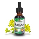 Natur Antwort Bupleurum Root Bupleurum Chinense - Natürliche Kräuterergänzung - Gluten Alkoholfrei - Ideal für Leber Immunität Gesamtgesundheit Wohlbefinden - 1000mg (1 FL Oz)