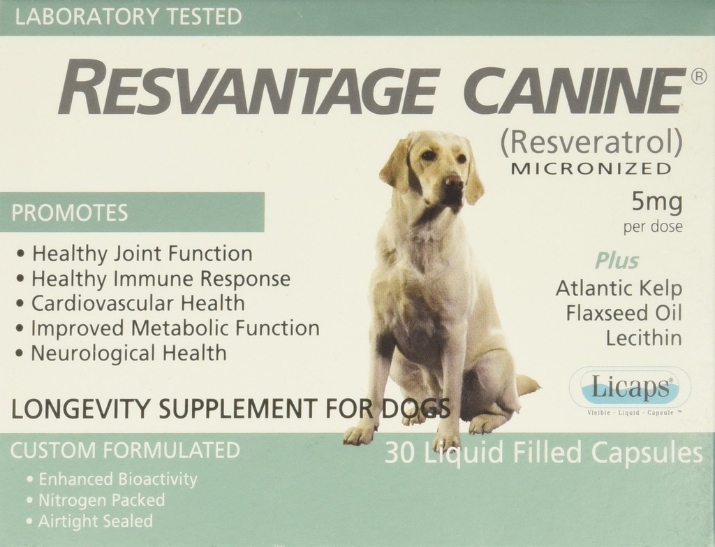 Canine de remplacement