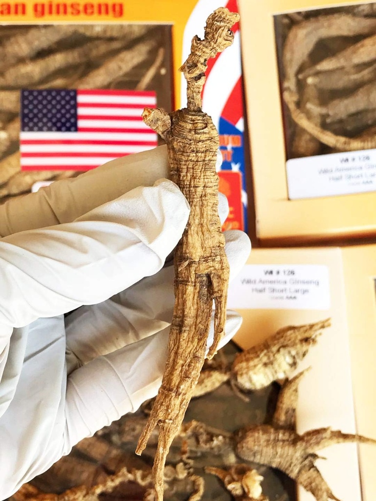8OZ=227g/Box Ginseng sauvage américain 15~20 ans, Wisconsin entier Ginseng racine Selectionné par la main