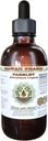 Persil Extrait liquide sans alcool, Persil (Petroselinum Crispum) Supplément à base de plantes glycérites naturelles, Hawaii Pharm, États-Unis 2 fl.oz