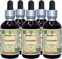 BlackBerry (Rubus fruticosus) Tincture, Organic Dried Leaves Liquid Extract (Markenname: HerbalTerra, Proudly Made in USA) 5x2 fl.oz (5x60 ml)