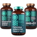 WILD FUEL Amino Acides, HMB et Fadogia Agrestis Complexe Puissance et potentiel