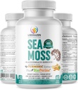 Pilules de mousse de mer irlandaise biologique - Wildcrafted Dr Sebi Inspired Seamoss Blend avec Turmeric, Burdock Root & Bladderwrack, amélioré avec le poivre noir - 60 capsules
