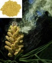 1KG (2.2 LB) Poudre de pollen à base de pignon de masson à cellules craquées, 100% pur et frais - Wild HARVESTED - Ultime SUPERFOOD