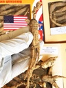 8OZ=227g/Box Ginseng sauvage américain 15~20 ans, Wisconsin entier Ginseng racine Selectionné par la main